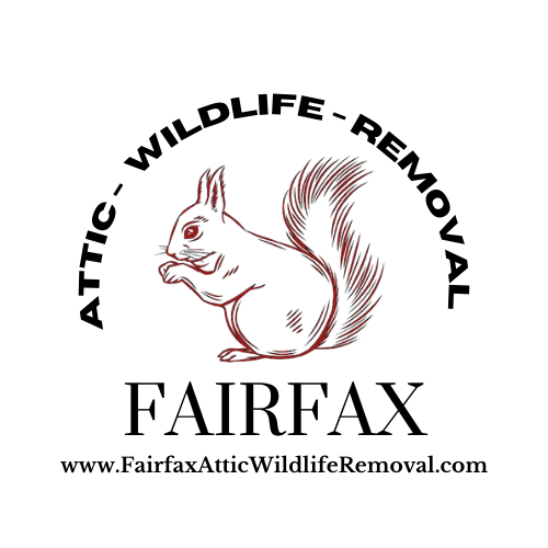 Wildlife Removal Fairfax